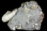 Beautiful Hoploscaphites Ammonite Cluster - South Dakota #73860-2